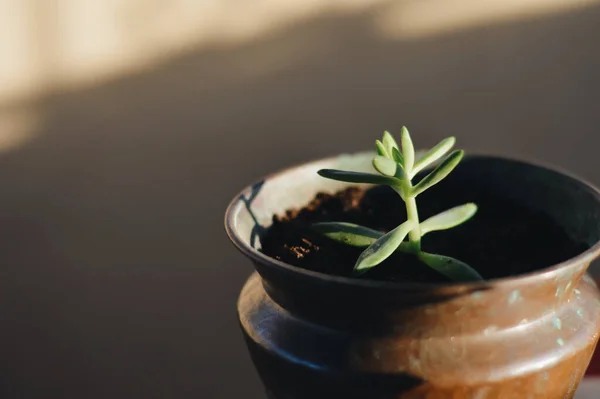 Gros Plan Petit Succulent Pot — Photo