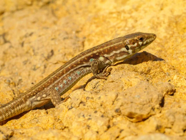 Eine Lange Grüne Podarcis Mauereidechse Sonnt Sich Auf Einer Felsigen — Stockfoto