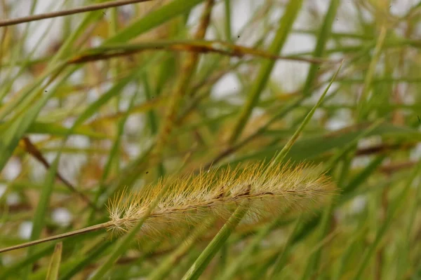 Μια Setaria Pumila Κεχρί Αλεπούς Μπροστά Από Ένα Κλαδευτό Λιβάδι — Φωτογραφία Αρχείου