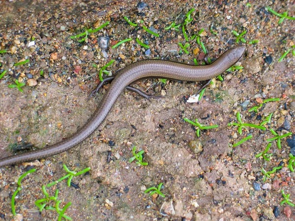 Closeup Shot European Snake Eyed Skink Ground Greece — Stock Photo, Image