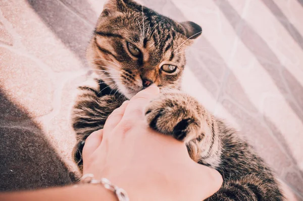 Primo Piano Gatto All Aperto — Foto Stock