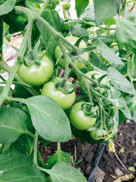 Bitkinin Üzerine Yakın Plan Yeşil Domates Resmi — Stok fotoğraf