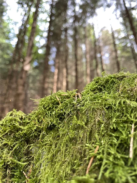 Uma Bela Paisagem Com Musgo Verde Uma Floresta Transfagarasan Romênia — Fotografia de Stock