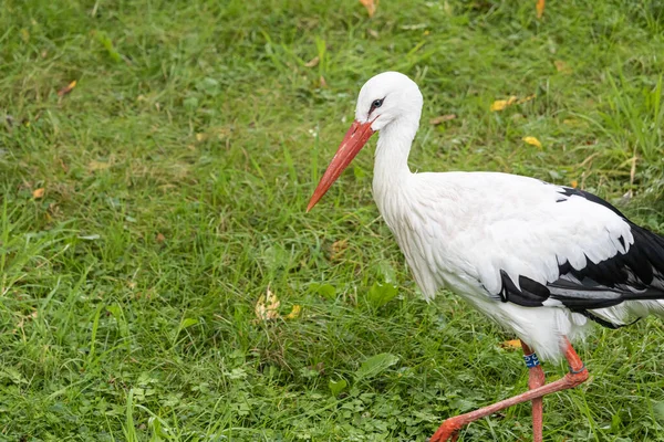 Ein Schöner Weißstorch Auf Einem Feld — Stockfoto