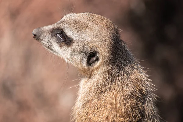 Selektivní Zaostření Detailní Záběr Hlavy Meerkat — Stock fotografie