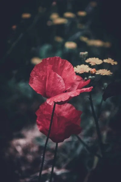 Een Verticaal Shot Van Shirley Papaver Bloemen Bloeien Een Veld — Stockfoto