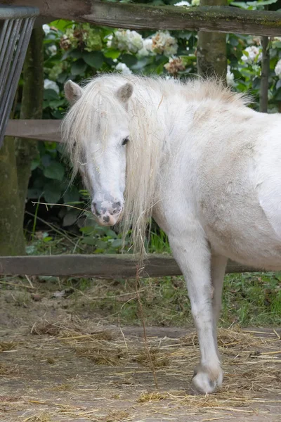 Colpo Verticale Pony Bianco Una Fattoria — Foto Stock