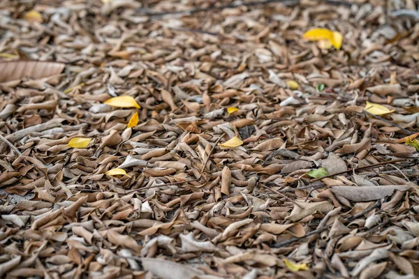 떨어진 낙엽을 클로즈업 — 스톡 사진