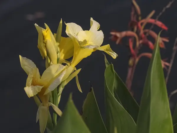 Une Belle Vue Sur Les Fleurs Lys Jaunes Idéal Pour — Photo