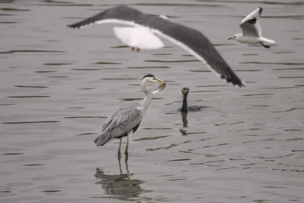 Héron Mange Poisson Dans Fleuve Douro Portugal — Photo