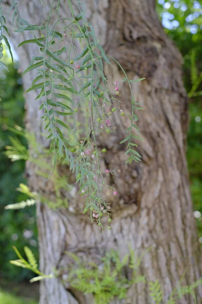 Primo Piano Ramo Peppertree Della California Uno Sfondo Tronco Albero — Foto Stock