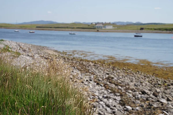 Herbe Poussant Sur Rivage Avec Des Voiliers Naviguant Sur Eau — Photo