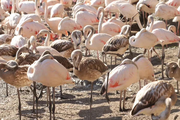 Grupp Grå Och Rosa Flamingos Nära Damm — Stockfoto