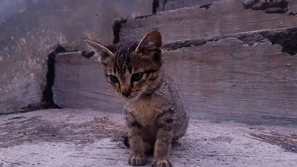 Крупный План Котенка Старой Лестнице — стоковое фото