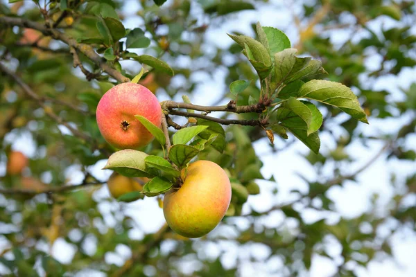 Tiro Foco Seletivo Duas Maçãs Maduras Uma Árvore Fruto Tarde — Fotografia de Stock