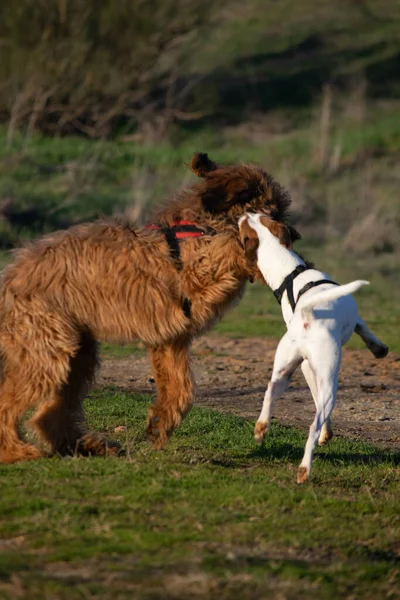 Eine Vertikale Aufnahme Von Hunden Die Zusammen Park Spielen — Stockfoto