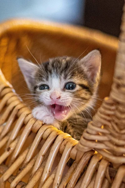 一只可爱可爱的绒毛小猫咪在篮子里啼叫的垂直镜头 — 图库照片