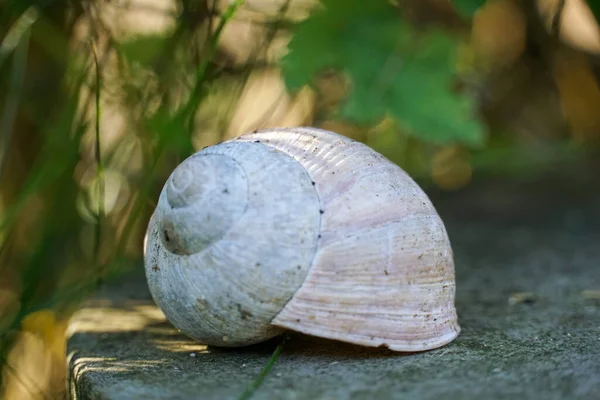 Closeup Shot Snail Garden — Stock Photo, Image