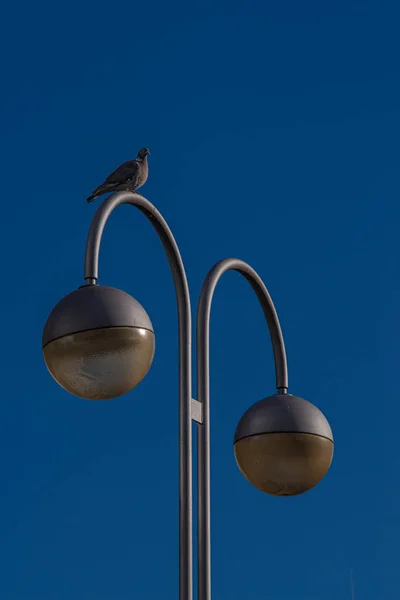 真っ青な空の街灯に鳥のクローズアップショット — ストック写真