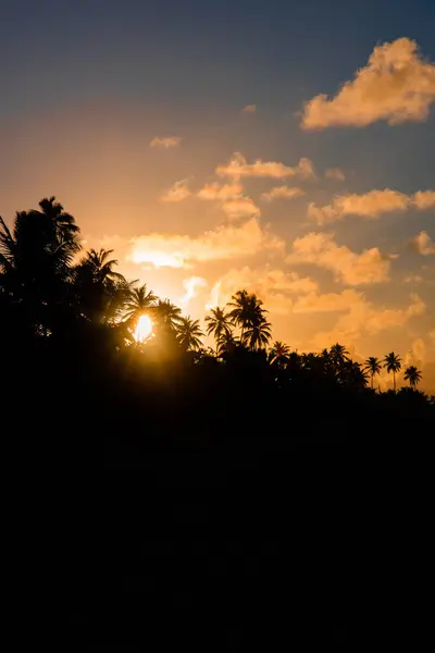 Vertikální Záběr Siluet Stromů Pod Zataženou Oblohou Při Západu Slunce — Stock fotografie
