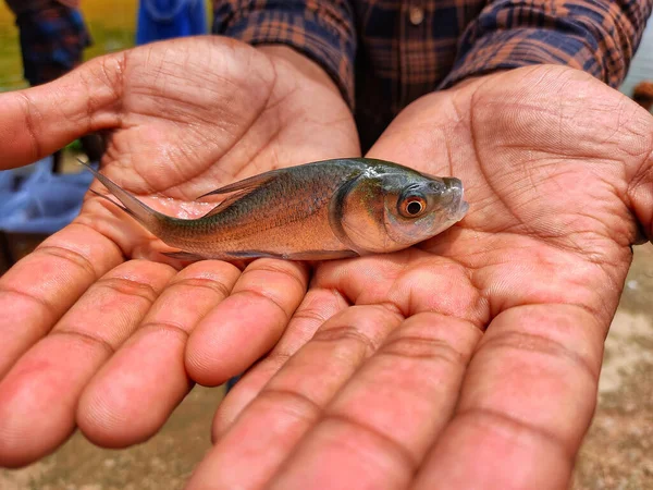 Närbild Liten Fisk Mannens Handflator — Stockfoto