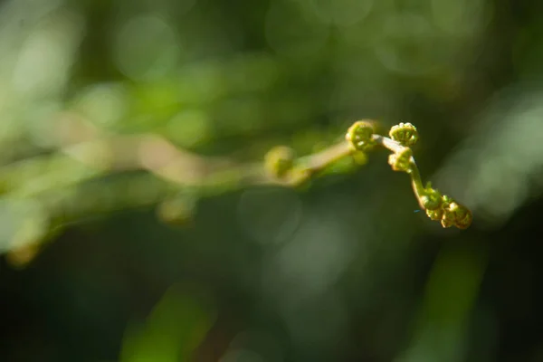 Foco Superficial Una Ramita Con Flores Diminutas Fondo Borroso — Foto de Stock