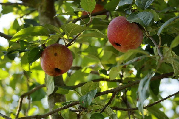 Zbliżenie Ujęcia Jabłek Rosnących Drzewie — Zdjęcie stockowe
