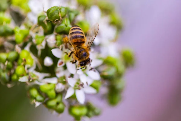 Makro Záběr Včely Opylující Bílou Bylinnou Kvetoucí Rostlinu Světlem Bokeh — Stock fotografie
