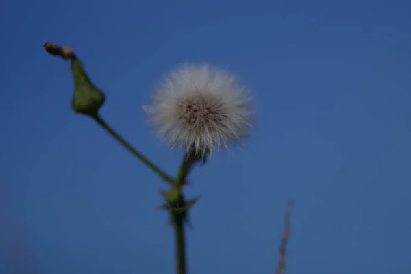 青い空に対してぼやけた茎に囲まれたオープンSonchusオレラセウス 一般的なガチョウのアザミ のクローズアップ — ストック写真