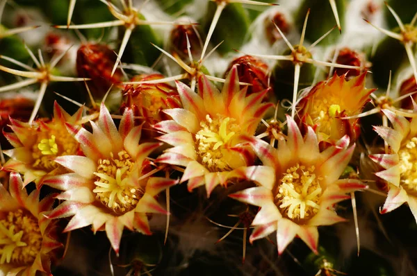 Macro Flores Cactus Mammillaria Día Soleado Verano Con Detalles — Foto de Stock