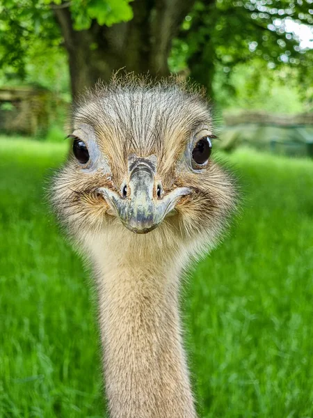 Very Closeup Photo Emus Head Neck — Stock Photo, Image