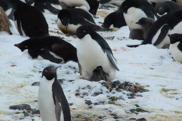 Группа Очаровательных Пингвинов Заснеженной Земле — стоковое фото