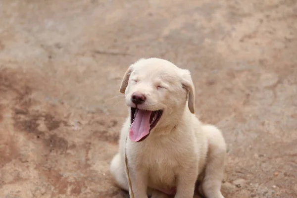 Een Close Shot Van Een Gapende Pup Zittend Grond — Stockfoto