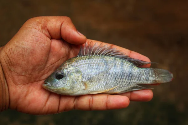 Close Pequeno Peixe Tilápia Palma Mão Homem Contra Fundo Sobrancelha — Fotografia de Stock