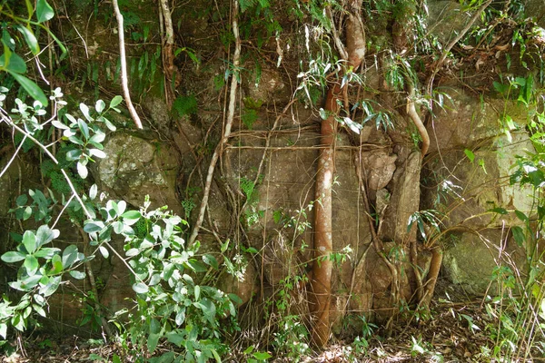 Folhagem Verde Nas Árvores Nas Selvas — Fotografia de Stock