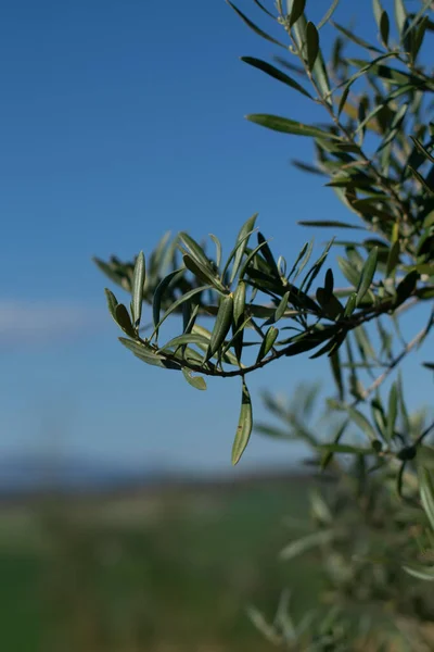 Μια Κάθετη Λήψη Ενός Αναπτυσσόμενου Δέντρου Ένα Πεδίο Στο Παρασκήνιο — Φωτογραφία Αρχείου