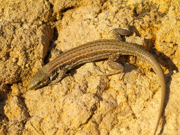 Tiro Close Lagarto Parede Milos Uma Superfície Rochosa Grécia — Fotografia de Stock