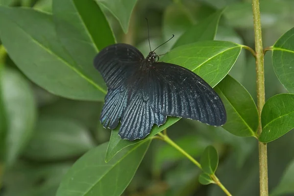 Uma Borboleta Preta Branca Nas Folhas — Fotografia de Stock