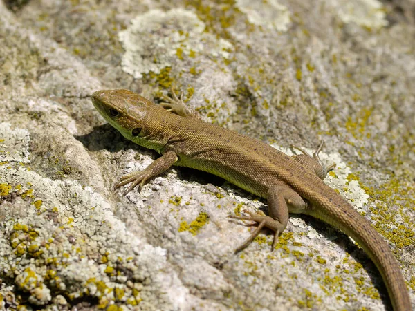 Closeup Shot Lacerta Viridis European Green Lizard Austria — Stock Photo, Image
