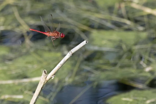 Eine Nahaufnahme Des Rotgeäderten Darters Oberflächlicher Fokus — Stockfoto