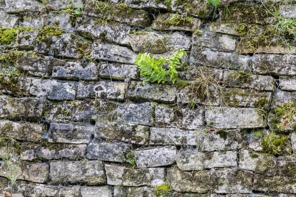 一张用苔藓筑成的废弃砖墙的特写照片 — 图库照片