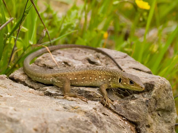 Primer Plano Lagarto Verde Balcánico Juvenil Sobre Una Superficie Rocosa —  Fotos de Stock