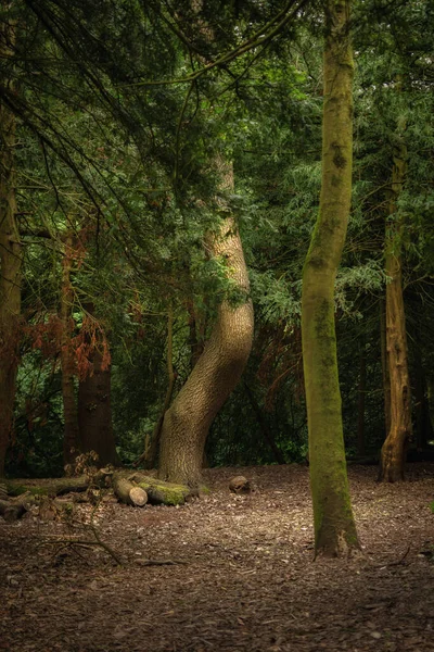 Sunlit Twisting Tree Its Own Woods — Stock Photo, Image