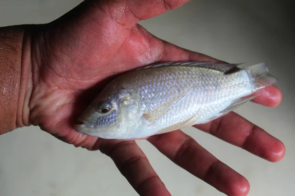 Close Peixe Tilapia Palma Mão Homem Contra Fundo Cinza — Fotografia de Stock