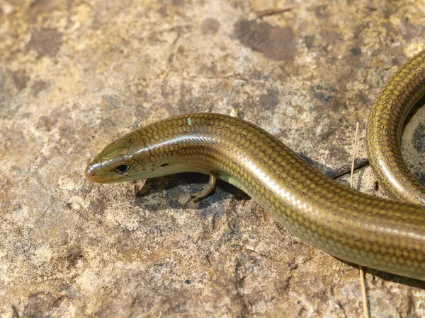 Egy Közeli Kép Egy Nyugati Háromujjú Skink Egy Sziklás Felületen — Stock Fotó