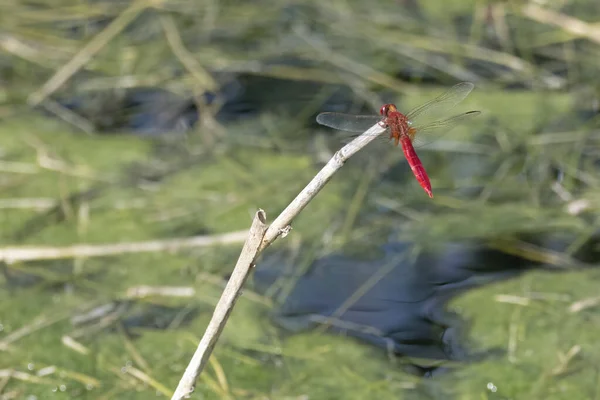 红色脉络的黑暗者的特写镜头 重点浅薄 — 图库照片