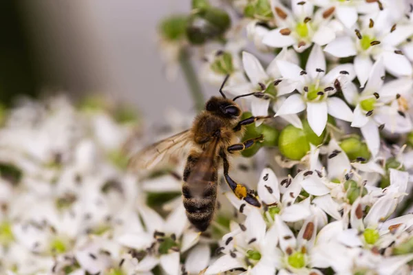 Makro Ujęcie Pszczoły Zapylającej Roślinę Kwitnącej Pietruszki Krowy Bokeh Światłem — Zdjęcie stockowe