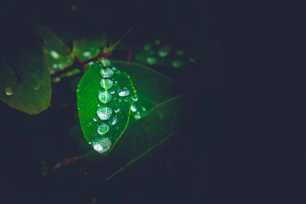 Colpo Selettivo Fuoco Foglie Verdi Con Goccioline Acqua Cima — Foto Stock