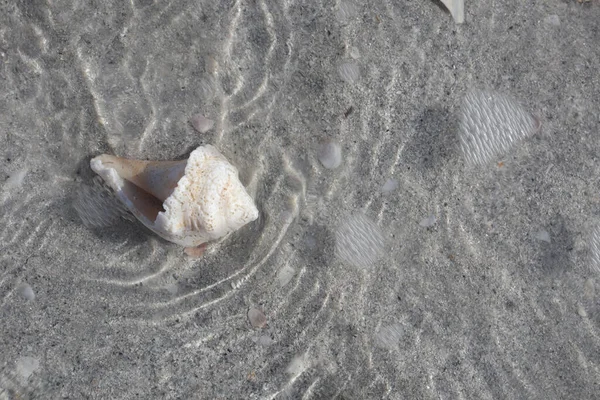 Concha Playa — Foto de Stock