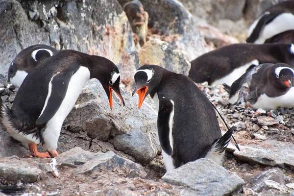 Egy Csapat Imádnivaló Pingvin Áll Fekszik Sziklás Területen — Stock Fotó